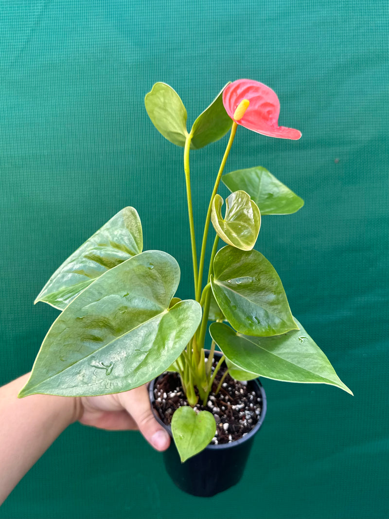 Anthurium NOID 2 NEW