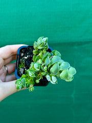 Crassula ‘Ivory Pagoda’