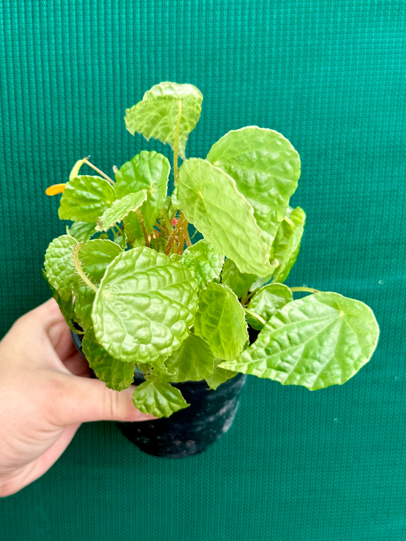 Begonia buttercup (yellow flowers)