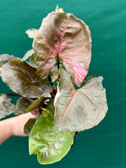 Syngonium 'Strawberry Ice’