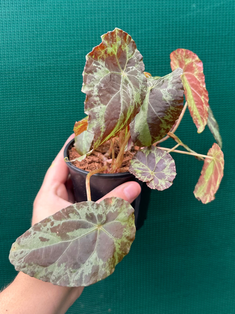 Begonia ‘Burkillii’ NEW