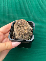 Lobivia schieliana NEW