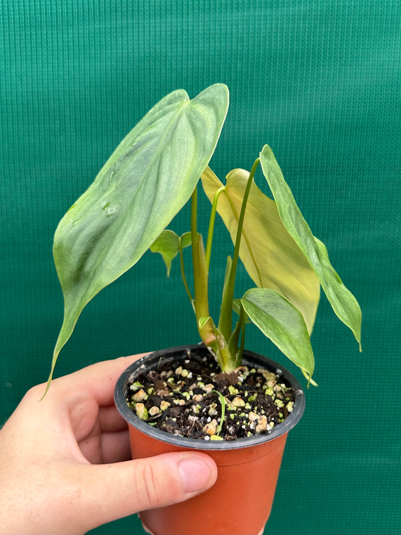 Philodendron ‘Tenue x Plowmanii’