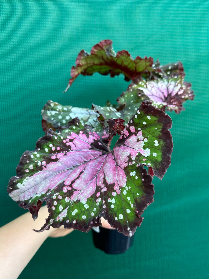 Begonia ‘Wild Fire’ NEW