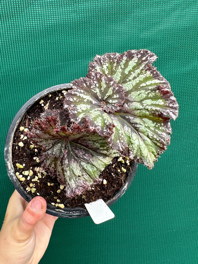 Begonia ‘Sun Seeker’ NEW