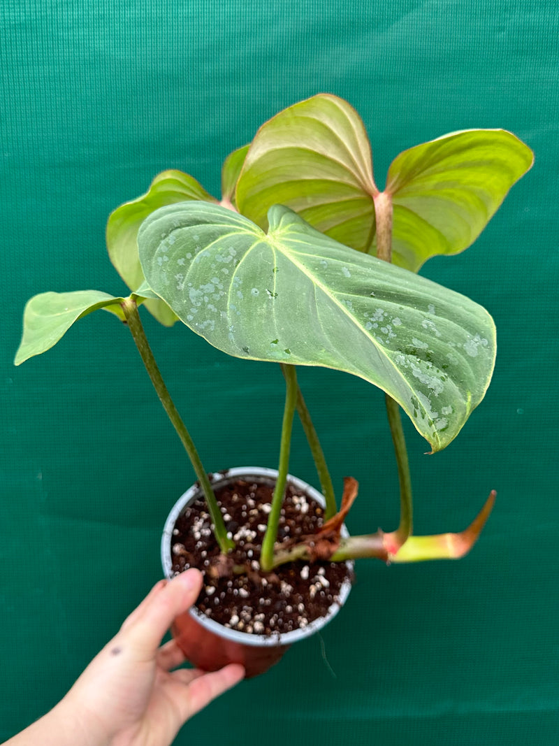 Philodendron ‘Gloriosum’