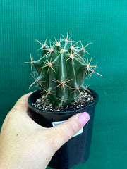 Ferocactus herrerae