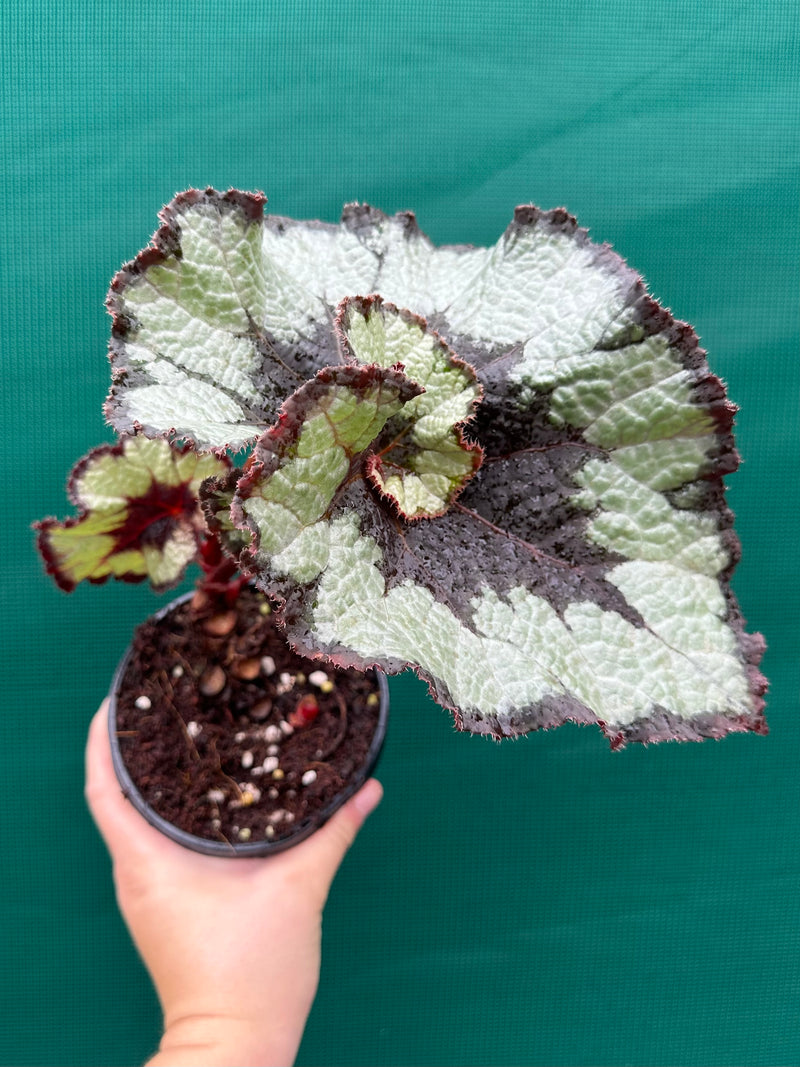 Begonia NOID 60 NEW