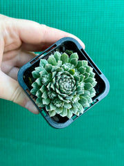 Sempervivum ‘Tiny Tots’