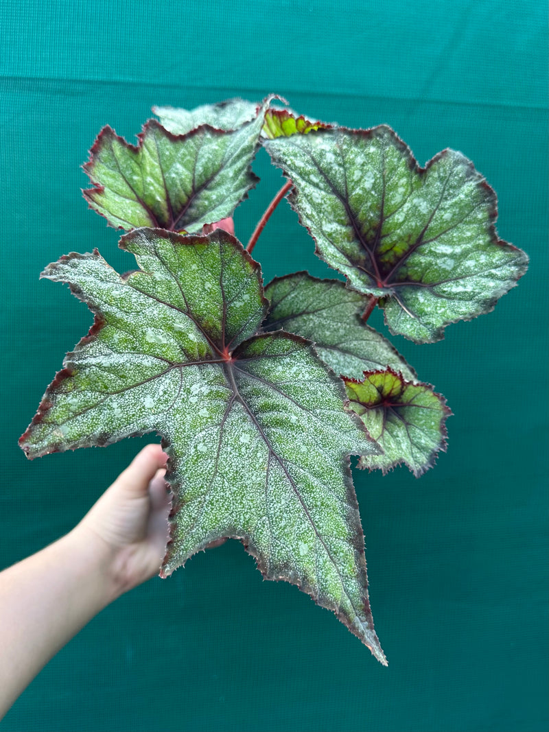 Begonia ‘Dark Whisper’