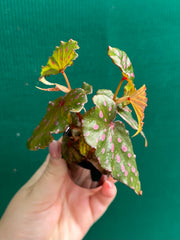 Begonia malachosticta NEW