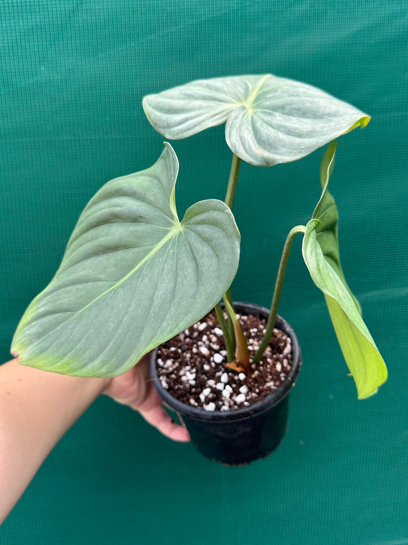 Philodendron ‘Pastazanum x Gloriosum’