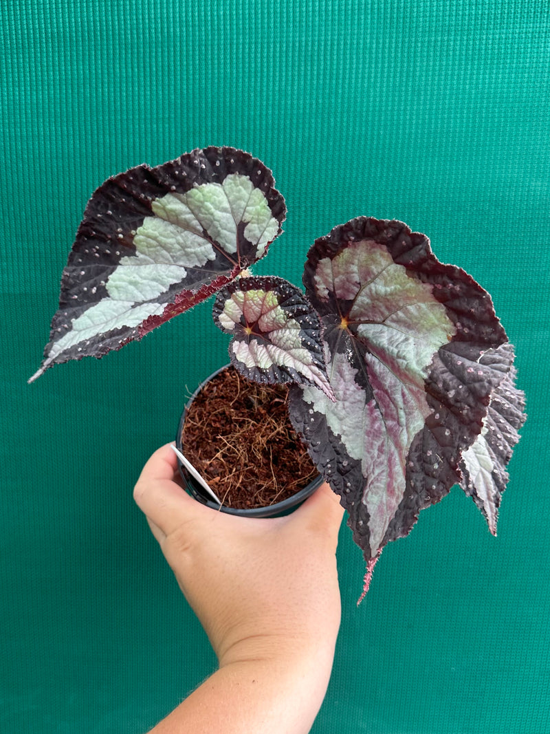 Begonia ‘Vienetta’ NEW