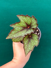 Begonia ‘Dark Whisper’