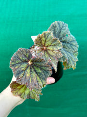 Begonia ‘Velvet Storm’