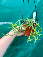 Rhipsalis Sulcata