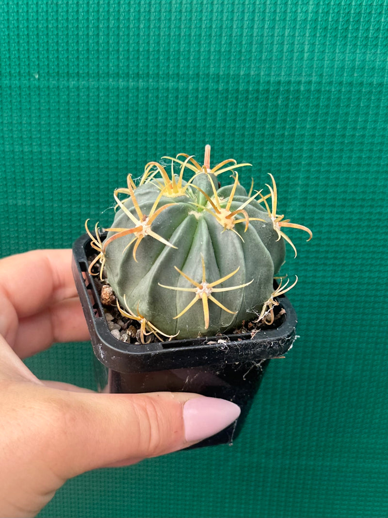 ferocactus latispinus