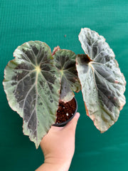 Begonia ‘Burkillii’