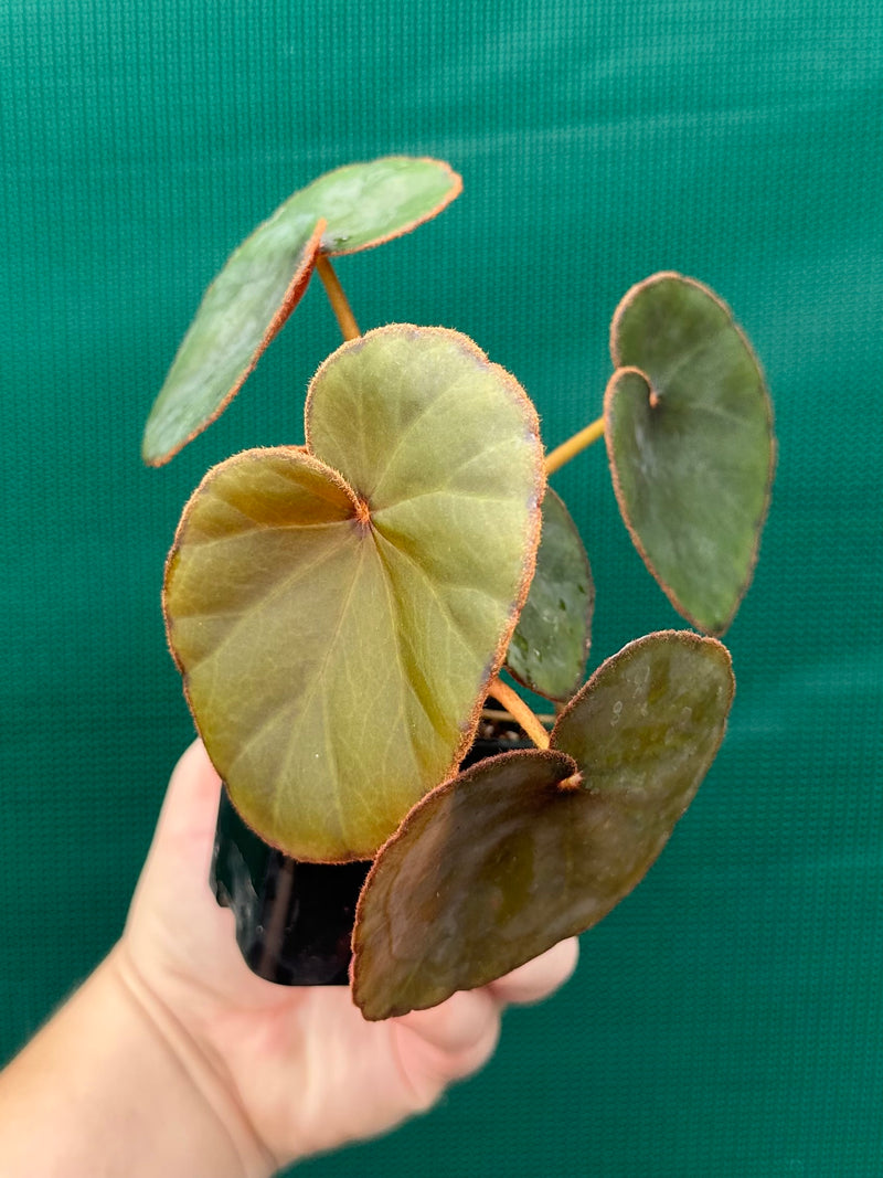 Begonia Lyman-Smithii NEW