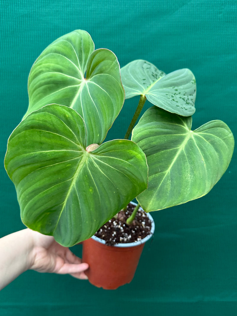 Philodendron ‘Gloriosum’