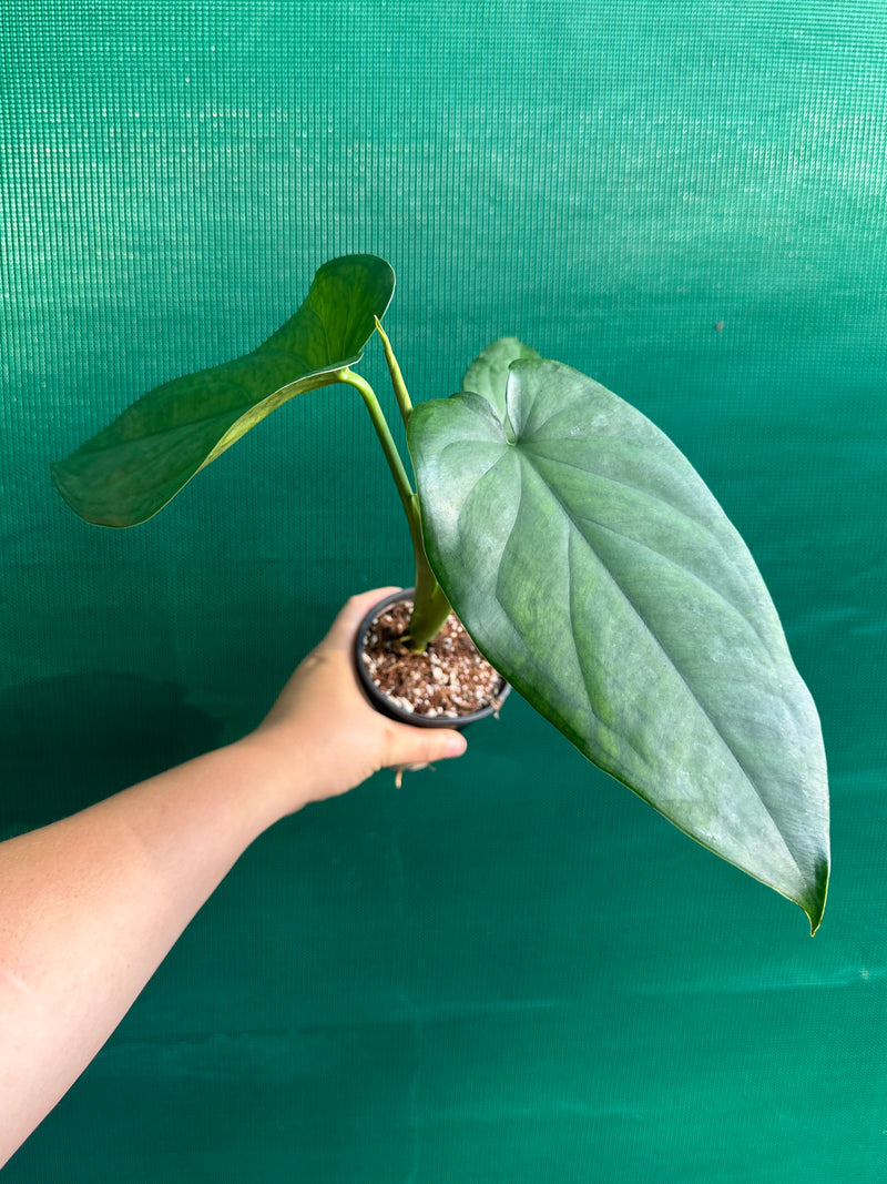 Syngonium 'Chiapense'