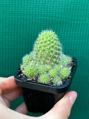 Rebutia pulvinosa (orange)