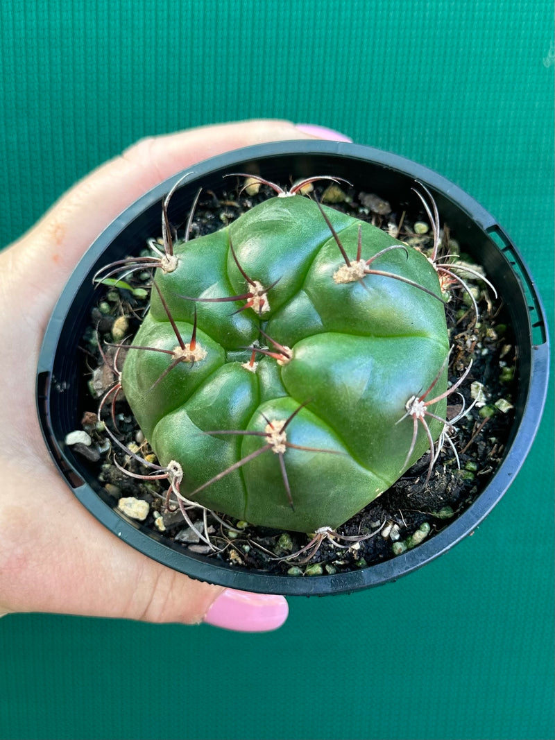 Glymnocalycium chitqutanum