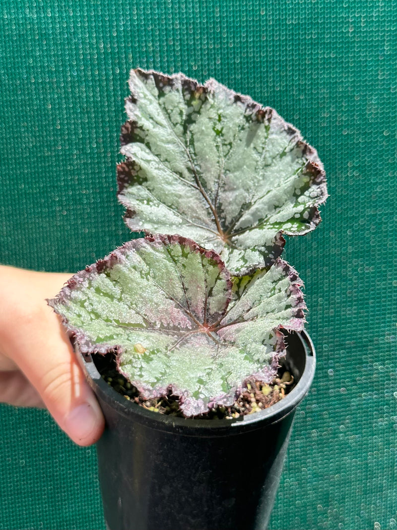 Begonia ‘Australian Fair’ NEW