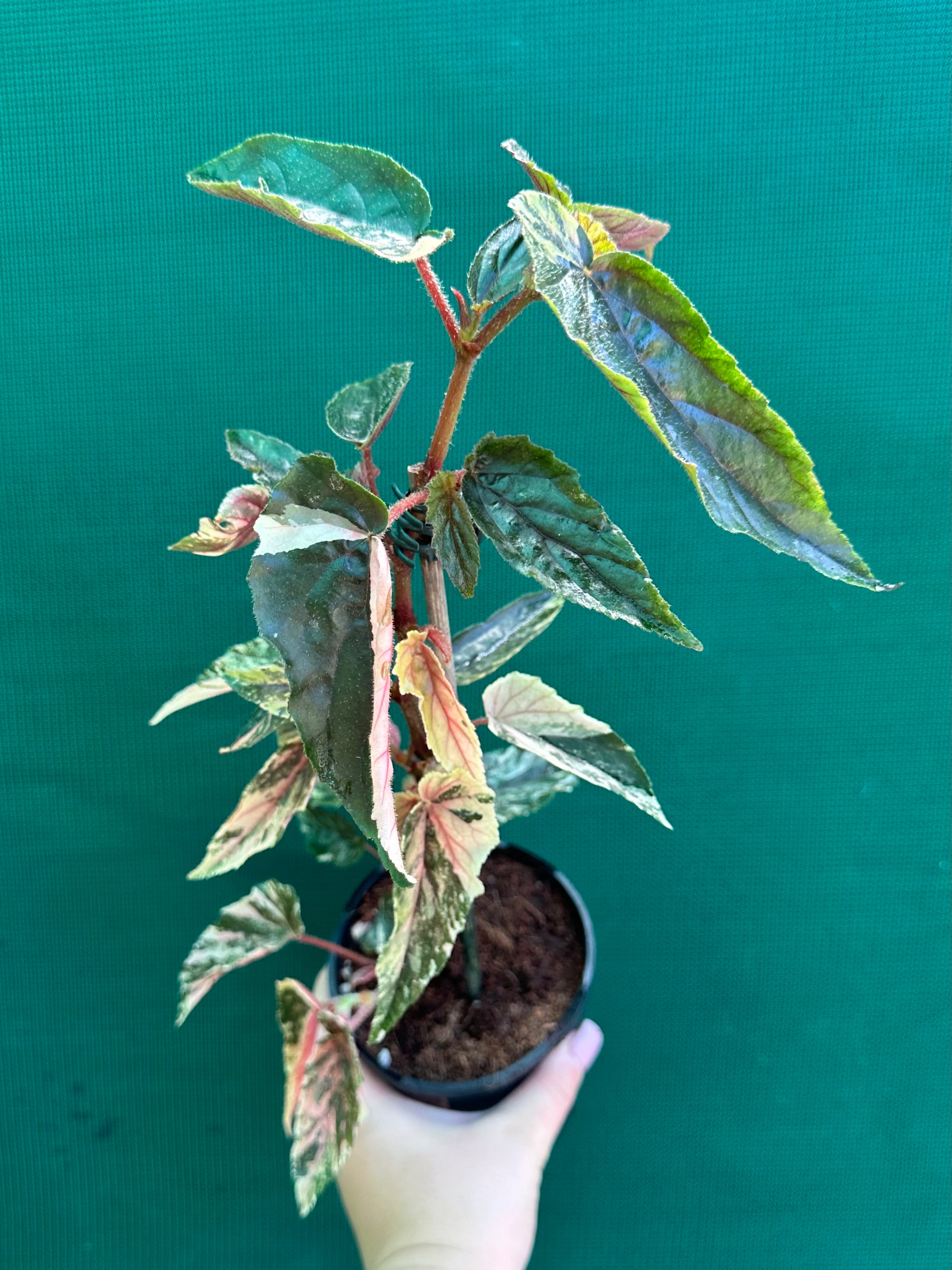 Begonia 'Ginny Galaxy' | Aroids Australia