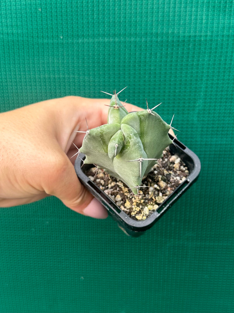 Grey Organ Pipe Cactus