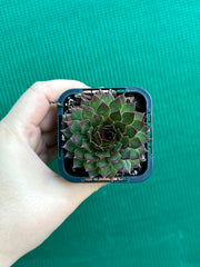 Sempervivum ‘Pacific Red Rose’