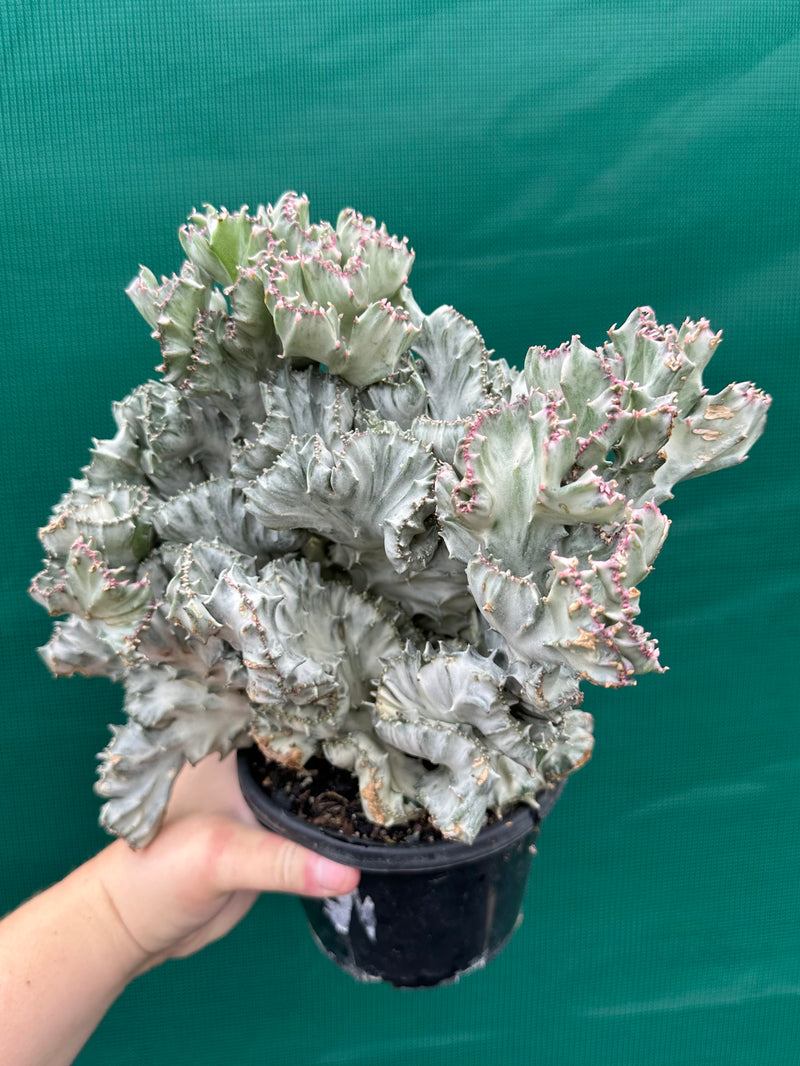 Euphorbia Lactea f. cristata Variegata