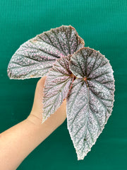 Begonia ‘Maurice Amey’