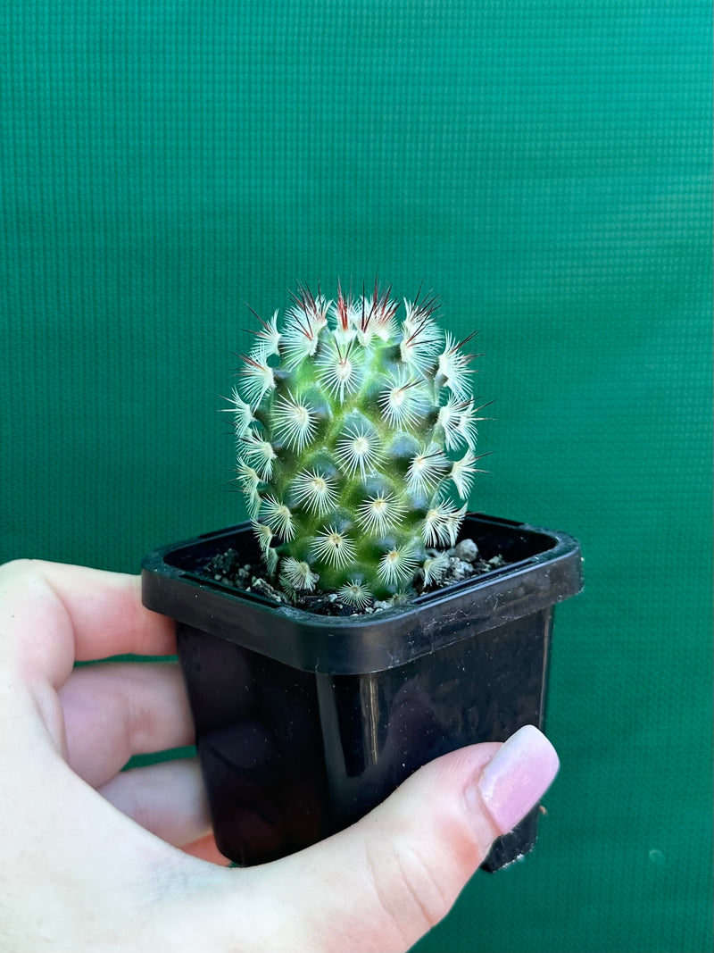 Mammillaria microhelia