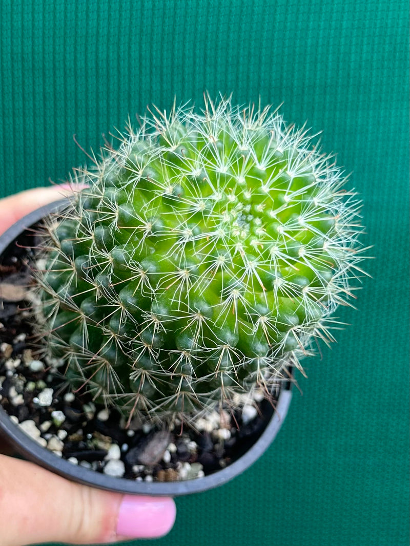 Mammillaria zeilmaniana