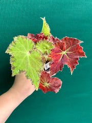 Begonia ‘Rusty Ross’