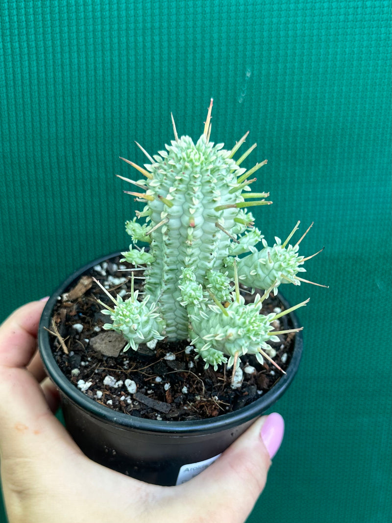 Euphorbia mammillaris variegata ‘Albino Corn Cob’