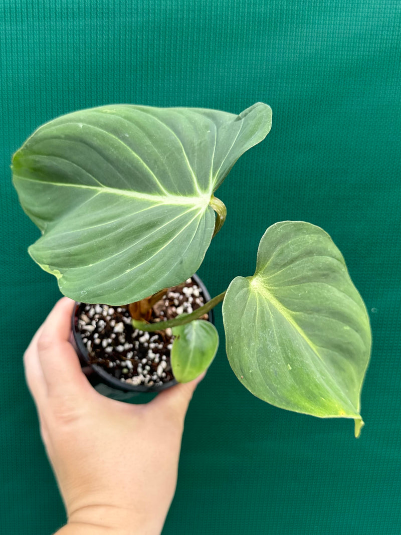 Philodendron ‘Gloriosum’