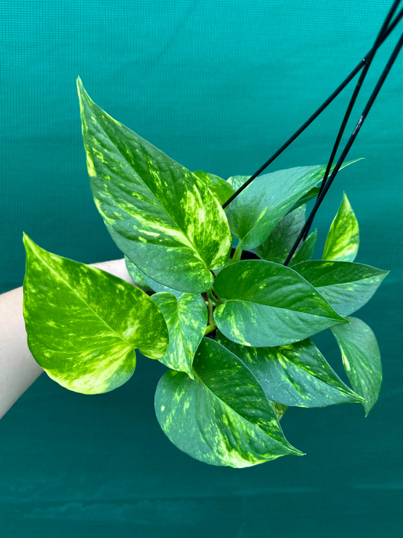 Pothos 'Golden'