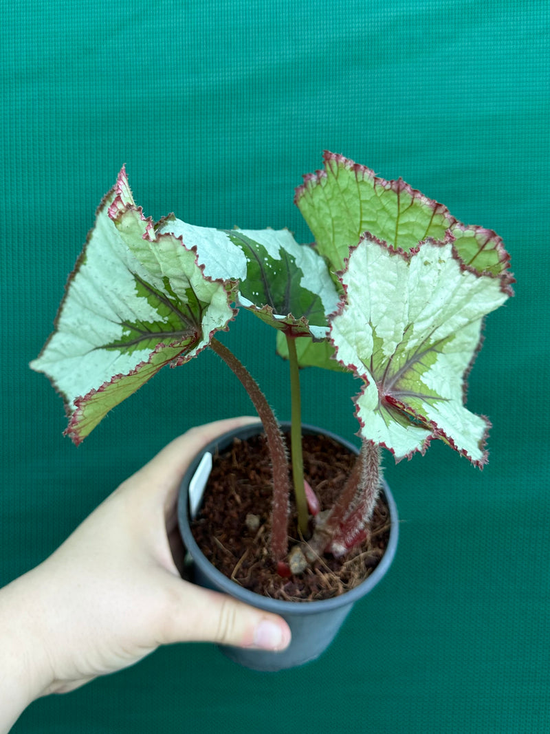 Begonia ‘Silver Anniversary’ NEW