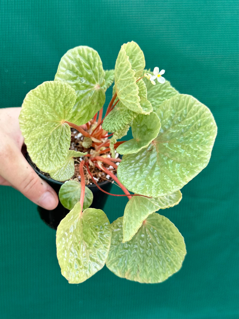 Begonia crispula