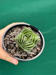 Crassula Buddah’s Temple NEW