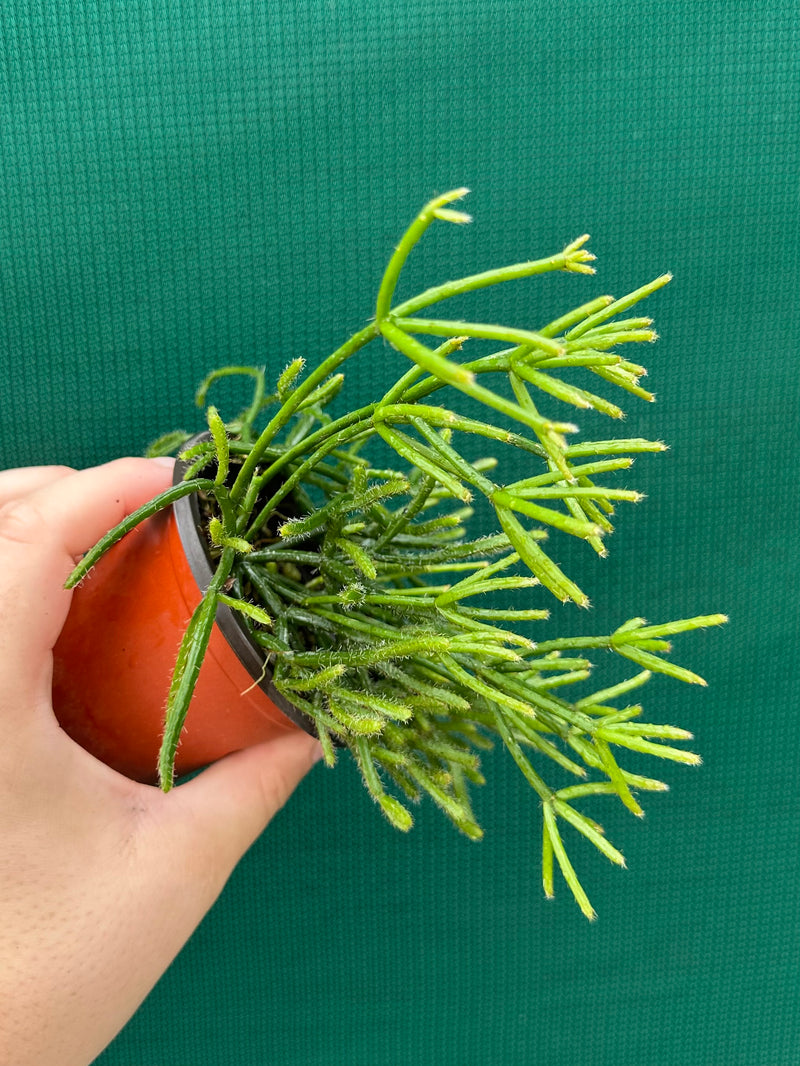 Rhipsalis Teres f. Prismatica NEW