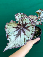 Begonia NOID 70 NEW