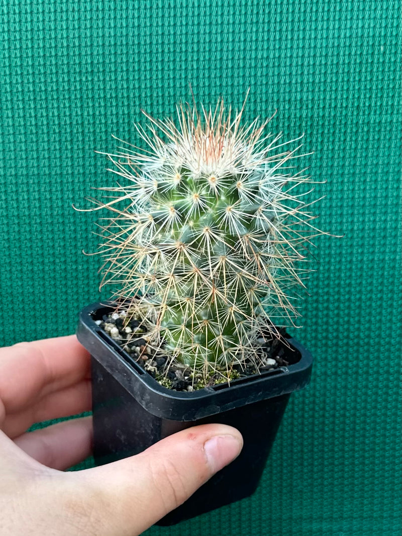 Mammillaria magnifica