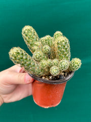 Mammillaria elongata