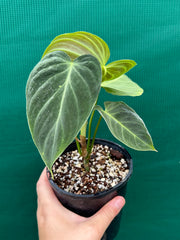 Philodendron ‘Splendid’ (Melanochrysum x Verrucosum) (NOT TC)