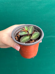 Begonia thelmae (species) NEW