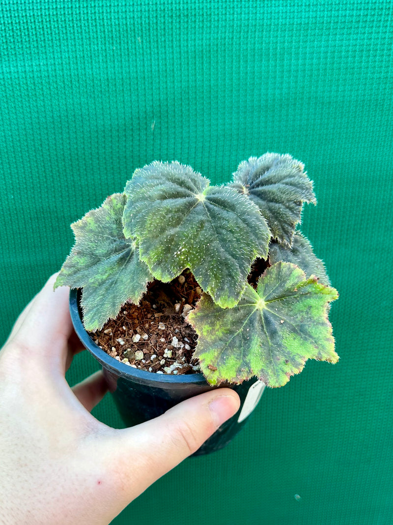 Begonia ‘Velvet’