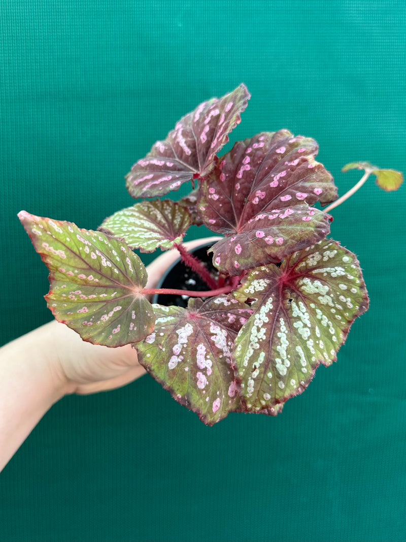 Begonia ‘Hot Pink Spotty’ NEW